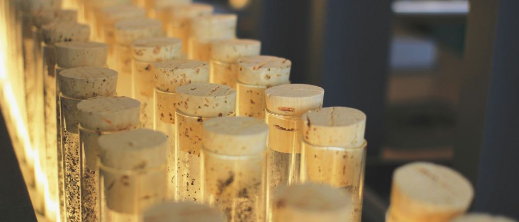 Rows of stoppered glass tubes under warm light